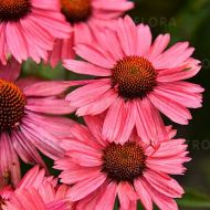 Jeżówka 'Meditation Cerise'  2l (Echinacea purpurea) - echinacea-meditation-cerise_3_a[1].jpg